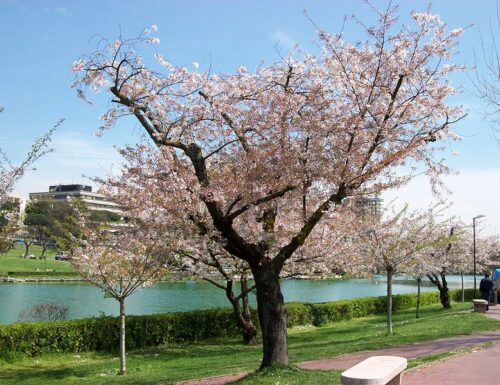 Sotto i rami dei ciliegi. All’Eur si piantano i primi alberi della Passeggiata del Giappone