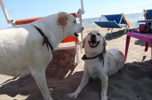 Maccarese, la spiaggia per cani è un paradiso per gli amici a 4 zampe