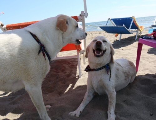 Maccarese, la spiaggia per cani è un paradiso per gli amici a 4 zampe
