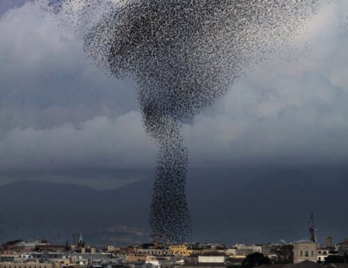 Fantasiose geometrie degli stormi di uccelli neri sui cieli di Roma