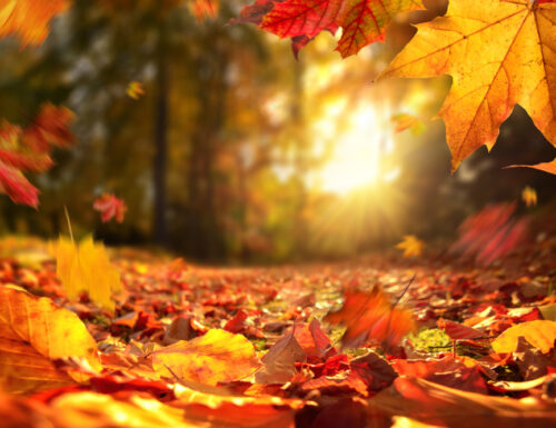 L'incanto del foliage d'autunno nei parchi della Capitale