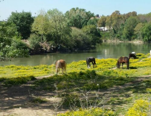 Roma River Ranch: il luogo dove si svelano i segreti dell'equitazione