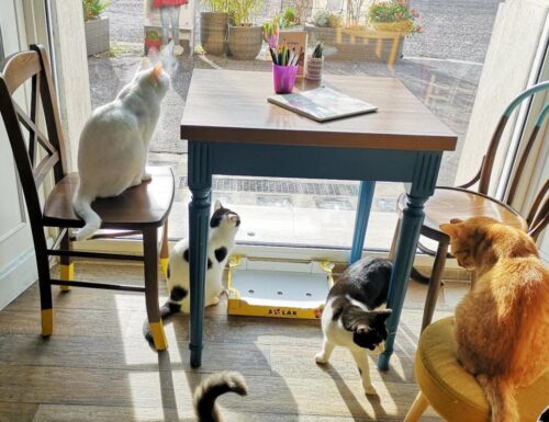 Romeow Cat Bistrot: il ristorante dove i gatti sono i padroni di casa