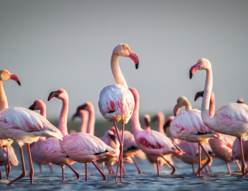 A Ostia la magia dei fenicotteri rosa: festa per i birdwatchers