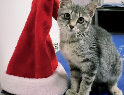 All'Oasi Felina di Porta Portese un Natale indimenticabile per festeggiare i nostri amici gatti