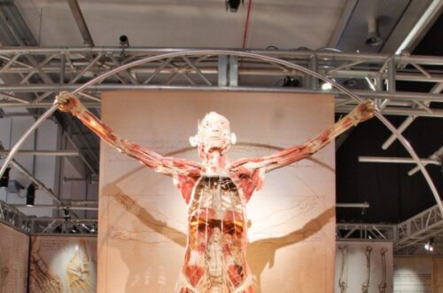 Real Bodies: il corpo umano visto con gli occhi di Leonardo