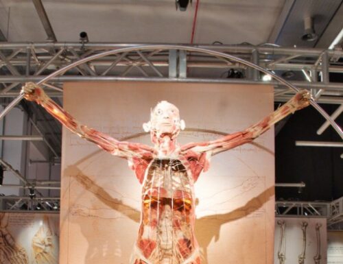 Real Bodies: il corpo umano visto con gli occhi di Leonardo (prorogata fino al 4 giugno)