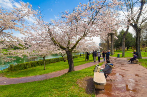 Hanami: lo spettacolo della fioritura dei ciliegi a Roma
