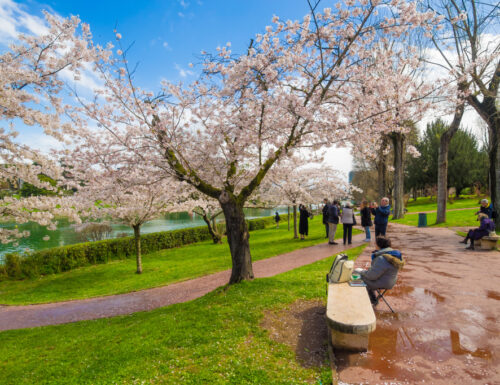 Hanami: lo spettacolo della fioritura dei ciliegi a Roma
