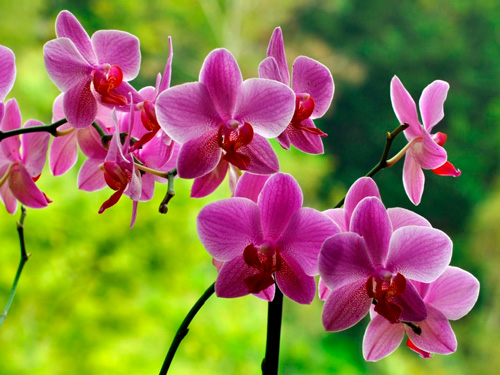 Ortidea all'Orto botanico, viaggio nel mondo delle orchidee e della meraviglia della natura