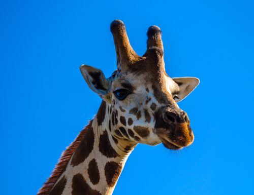 "Sua altezza la giraffa", l'evento al Bioparco per scoprire tutti i segreti dell'animale più alto del mondo