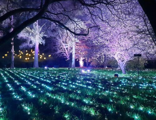 All'Orto Botanico la magia di "Trame di luce". Dorigo: "I visitatori non saranno semplici spettatori"