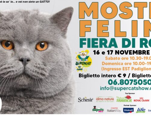 Gatti, che passione! Alla Nuova Fiera di Roma il SuperCat Show 2024