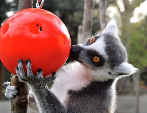 Quiz e premi: al Bioparco di Roma i bambini giocano alla "Tombola degli animali"